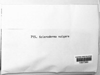 Scleroderma citrinum image